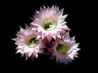 423956721 Echinopsis